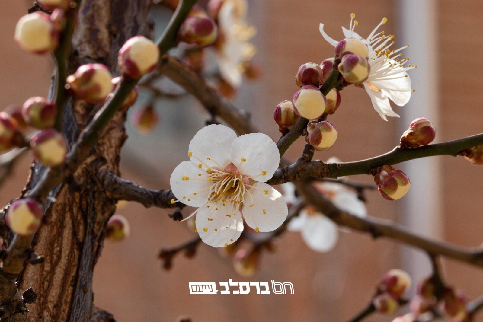 אִילָנוֹת טוֹבוֹת • בחודש ניסן מברכים 'ברכת האילנות' |↓