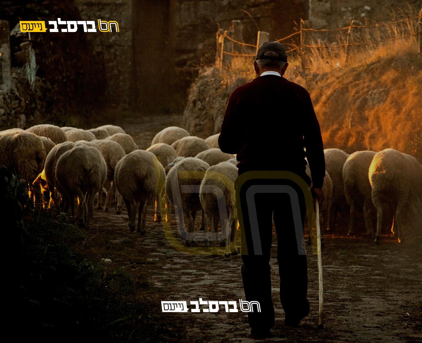 הַכְּרוּז הֲיוֹמִי • "הִשְׂכִּיר עַצְמוֹ לְרוֹעֵה בְּהֵמוֹת, וְכָךְ אָסַף כֶּסֶף וְנָסַע לְאוּמַן"
