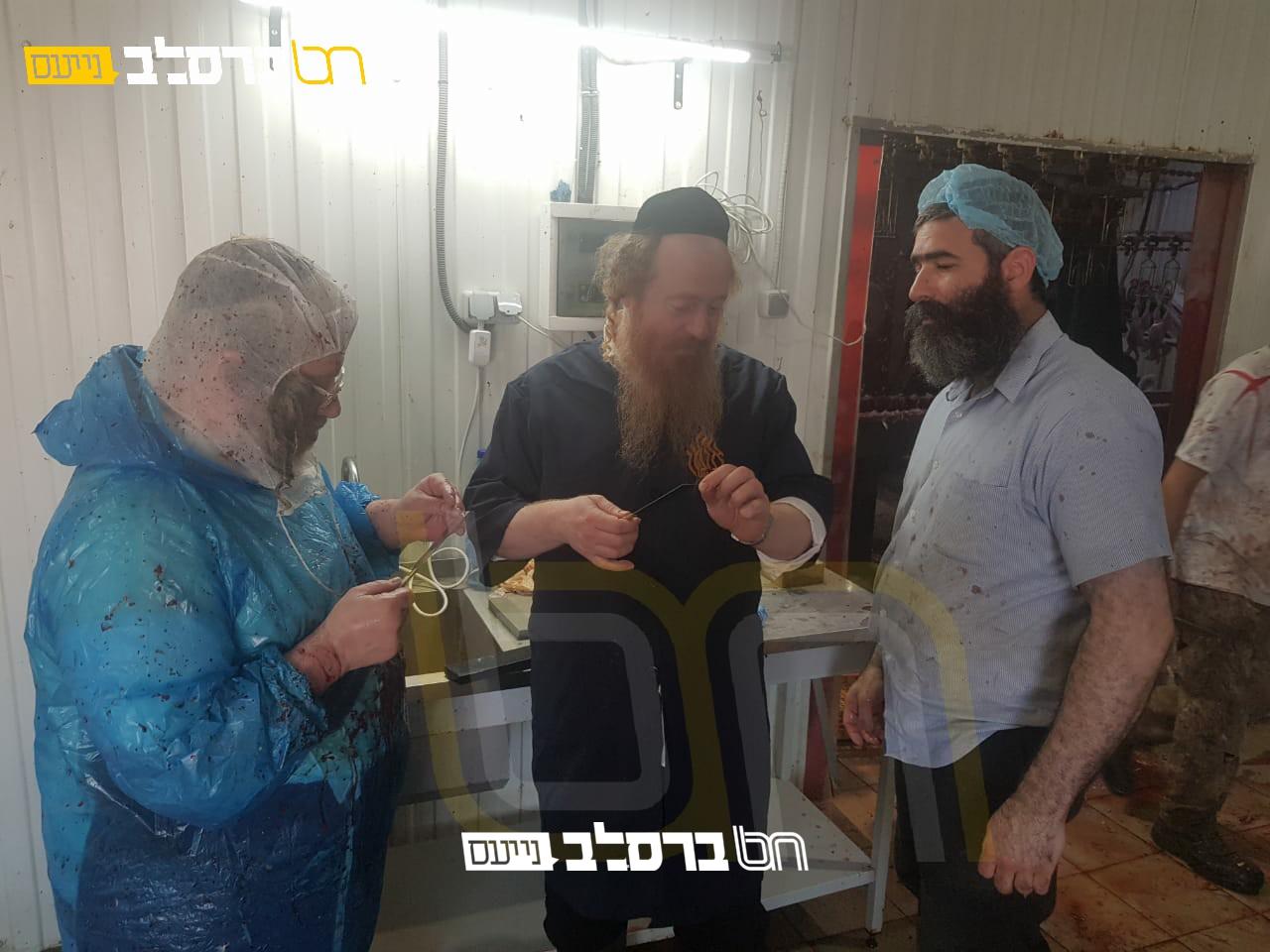 אומן • שחיטת עופות מהודרת עבור הכנסת אורחים של שיינר