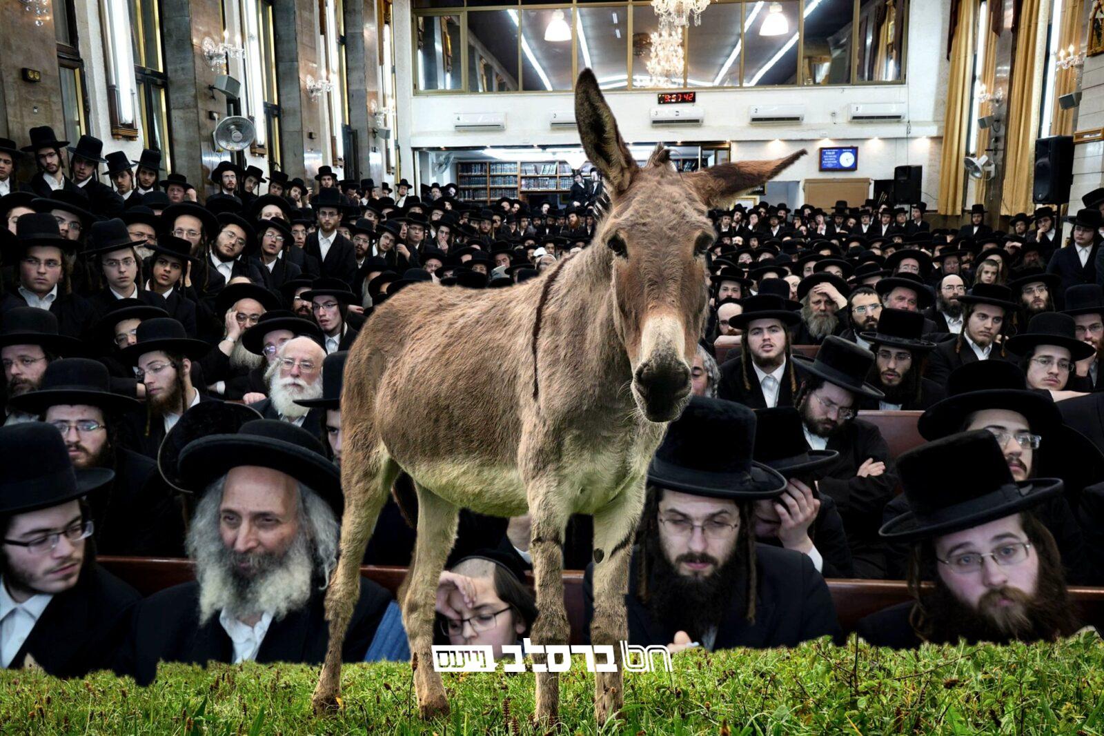 "קַדֶּשׁ לִי" • מצות פדיון פטר חמור | הכונו