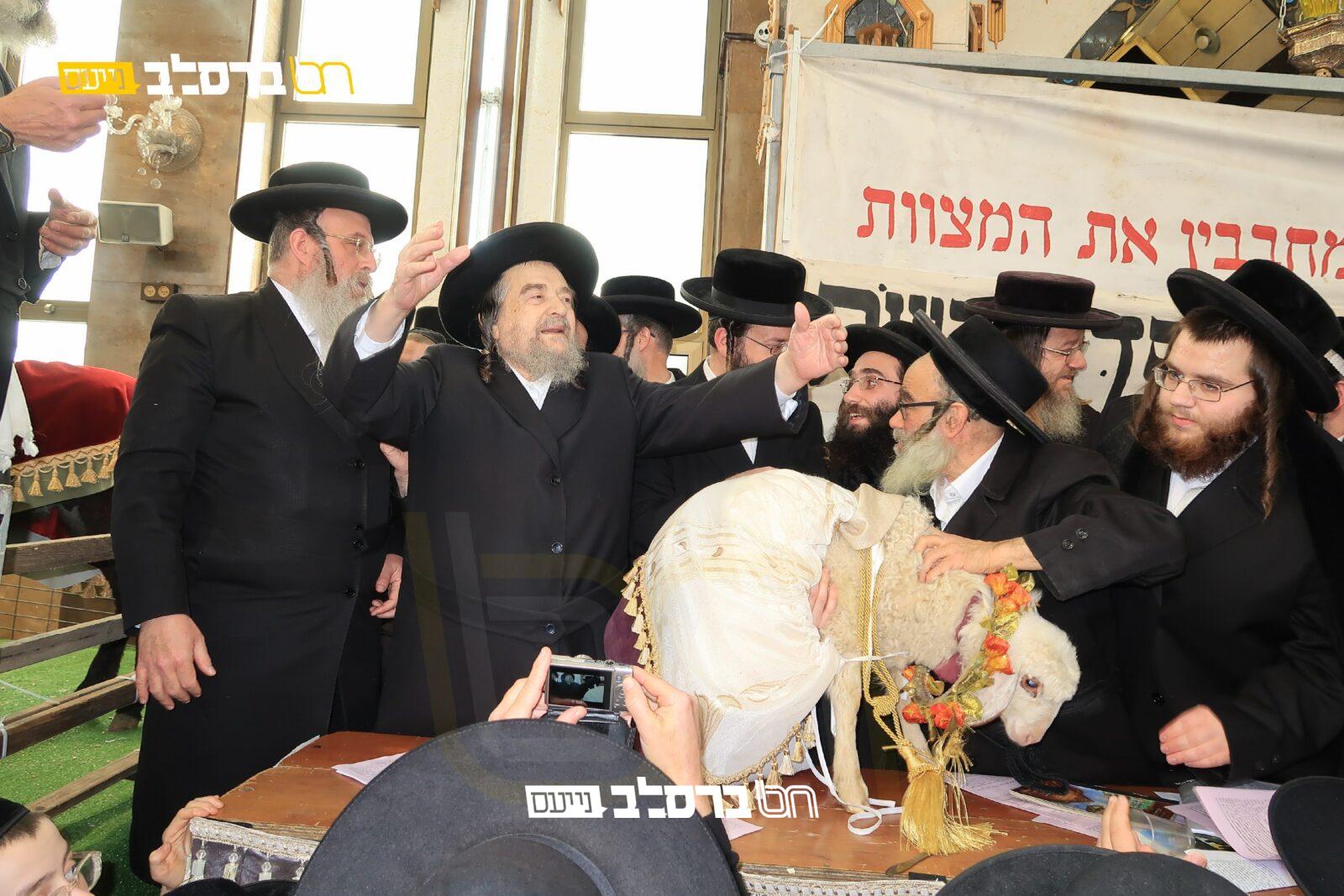 "קַדֶּשׁ לִי" • מצות פדיון פטר חמור בראשות הגרי"מ שכטער | הכונו