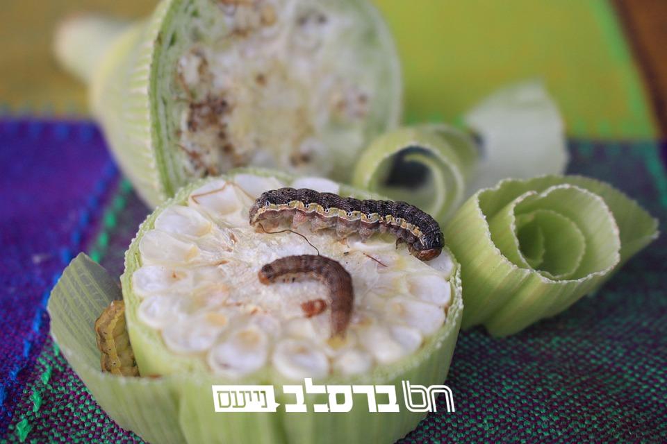 ט"ו בשבט • הרב שמואל שטרנפלד: זהירות מחרקים במזון | צפו