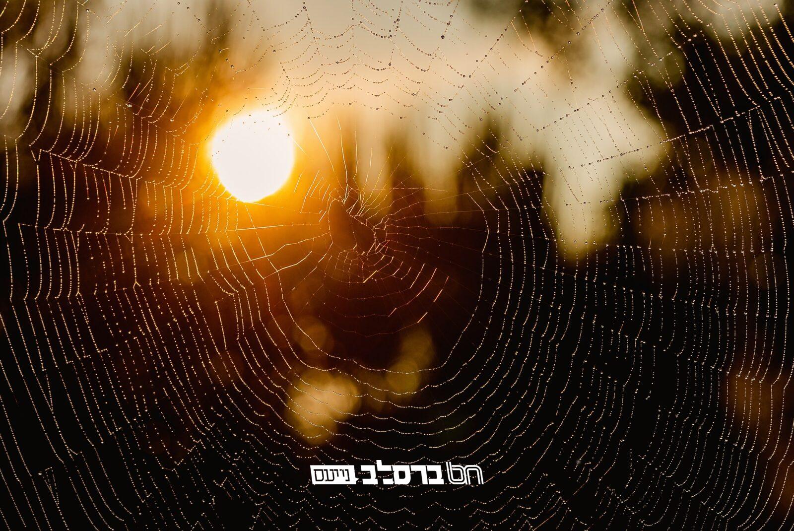 'סיפורי מעשיות': מעשה ז' 'מִזְּבוּב וְעַכָּבִישׁ' #07|♫