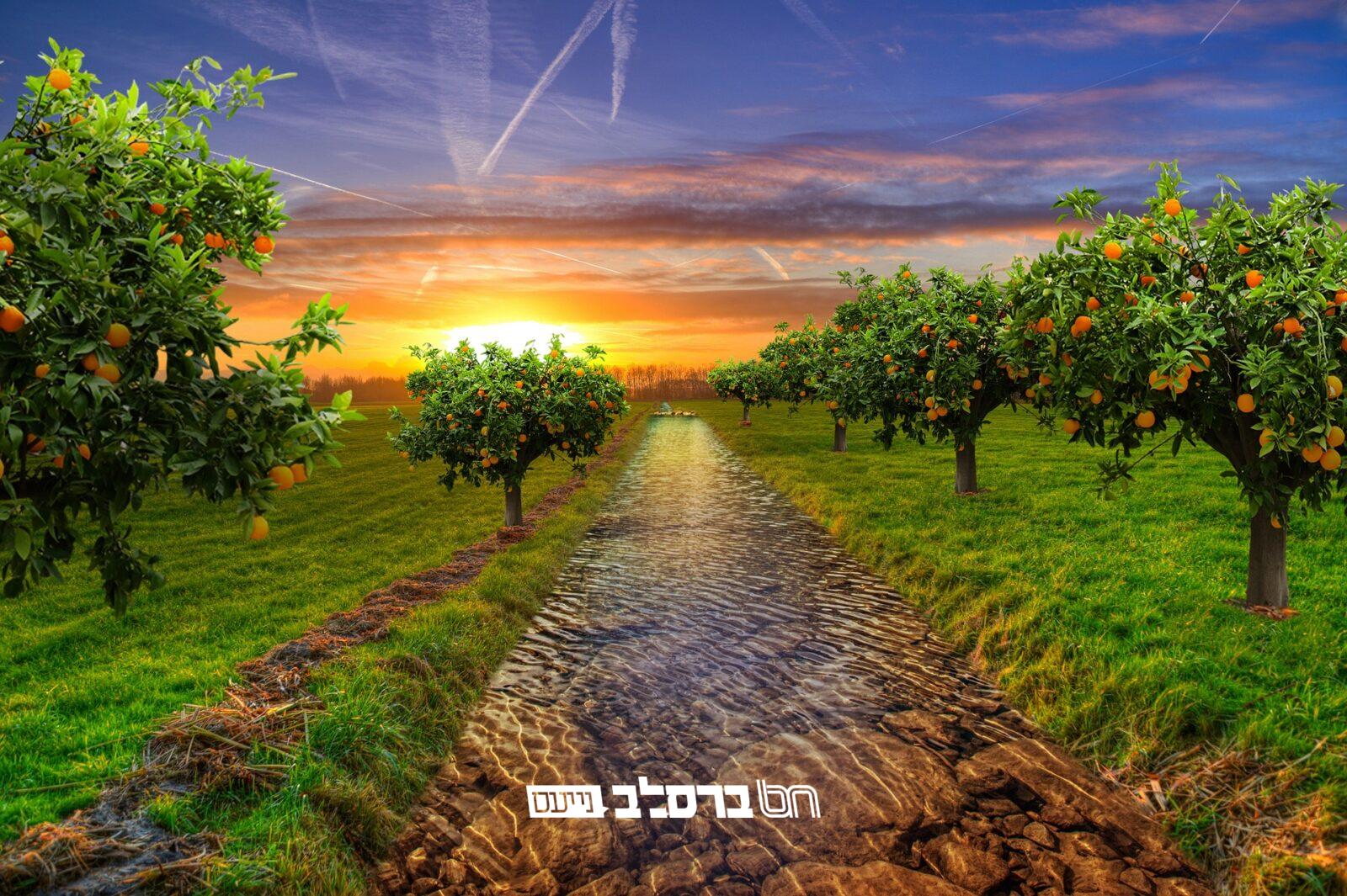 חמשה עשר בשבט במשנת ברסלב |↓