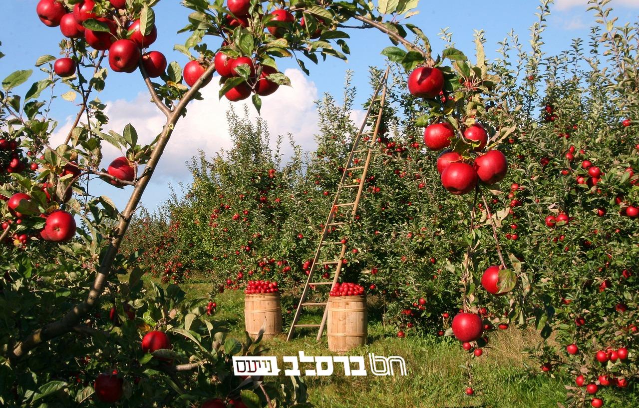 אבקשה • גליון לחודש שבט תשפ"ד |↓