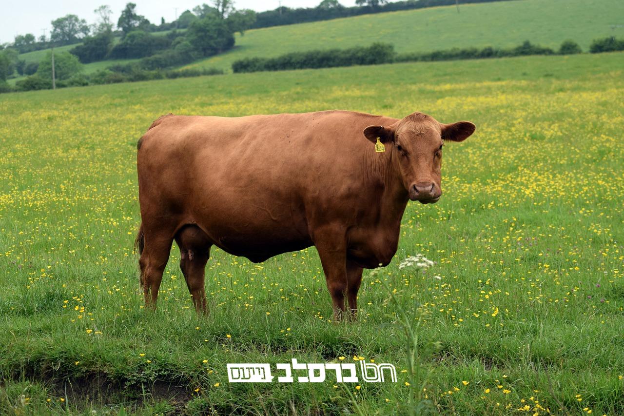 פרשת פרה: מהי אותה טומאת מת שאנו צריכים להיטהר ממנה ||| מאמר