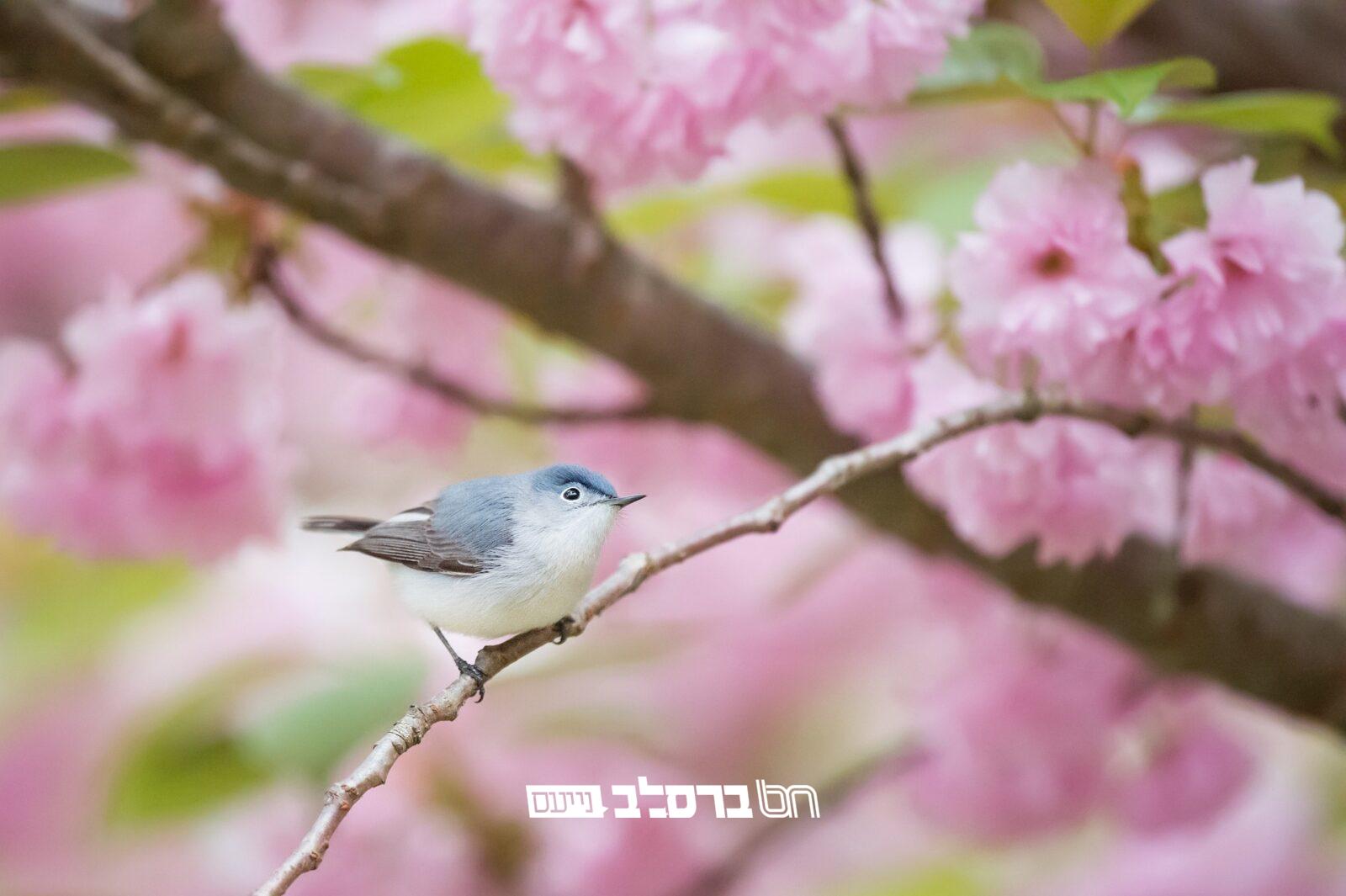 חֲבֵרוֹת מַקְשִׁיבוֹת • מגזין לבית לחודש אלול תשפ"ד |↓