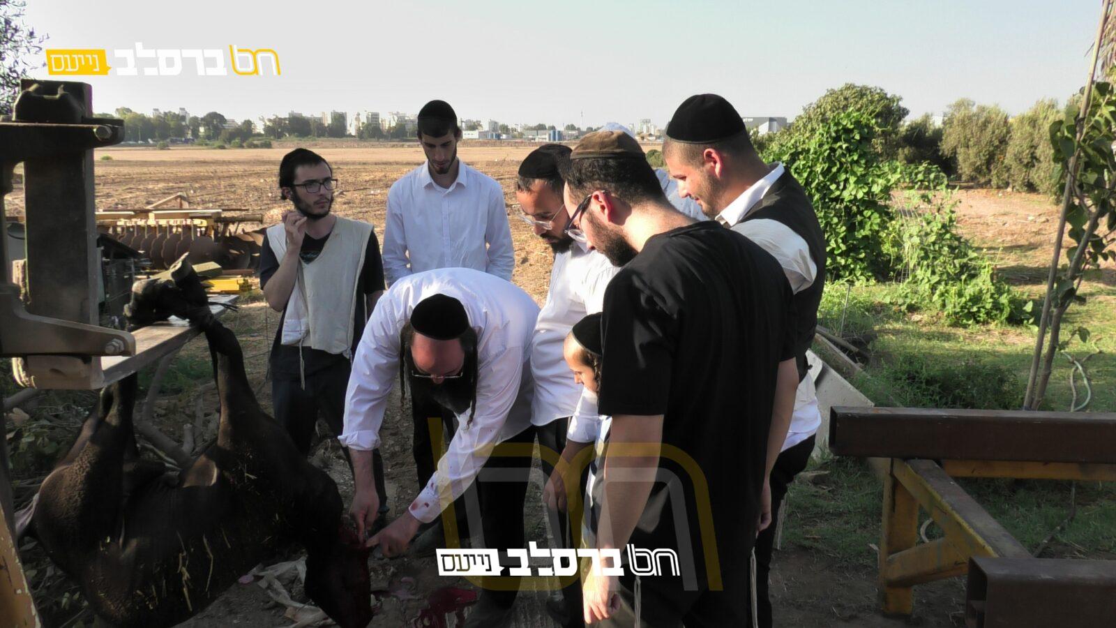 'נשמת ברסלב' • בבין הזמנים קיימו שחיטת כבש |◄