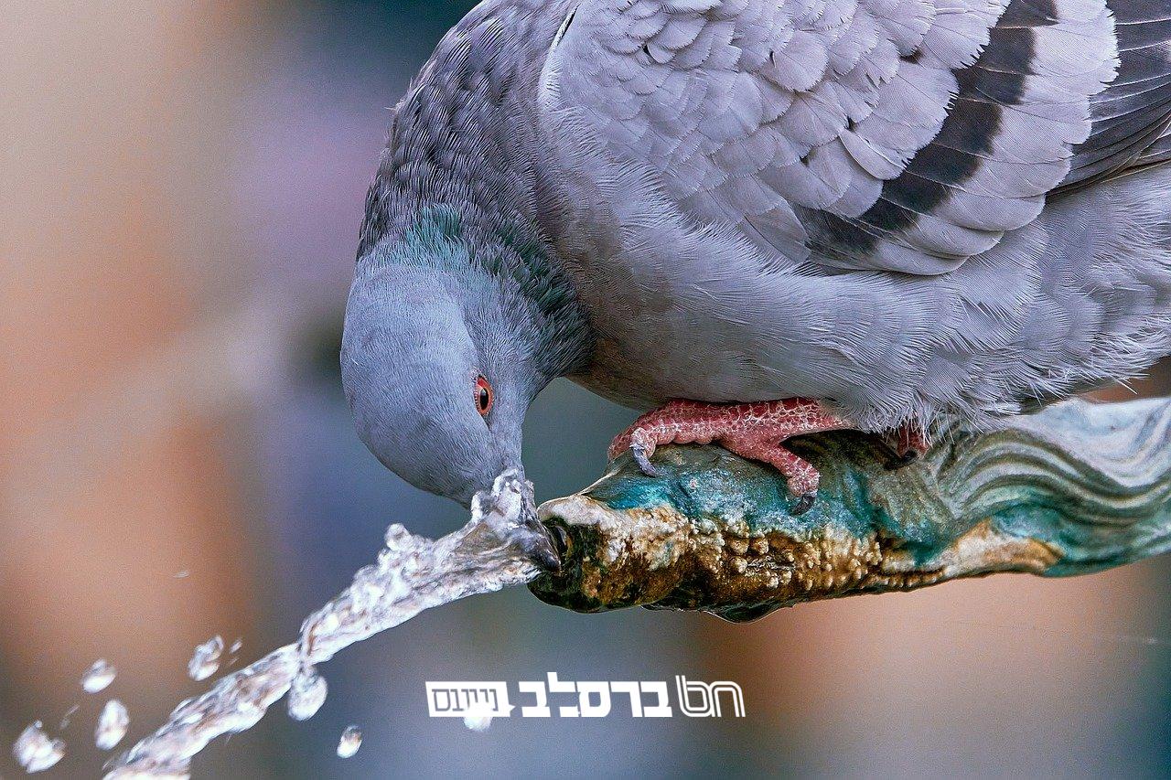 חֲבֵרוֹת מַקְשִׁיבוֹת • מגזין לבית לחודש אייר תשפ"ה |↓