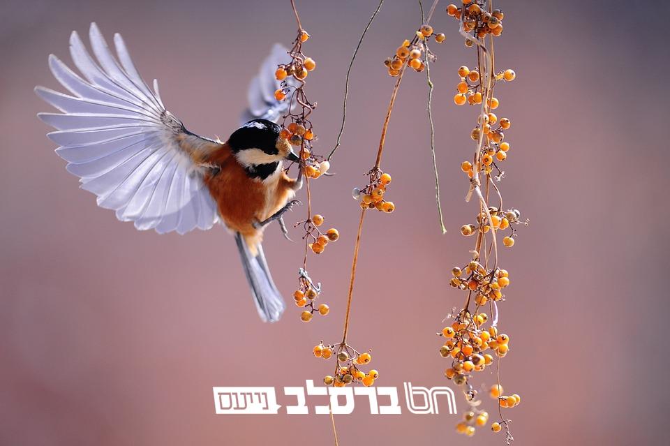 חֲבֵרוֹת מַקְשִׁיבוֹת • מגזין לבית לחודש סיון תשפ"ה |↓