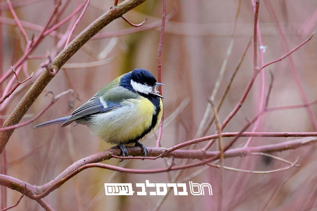 חֲבֵרוֹת מַקְשִׁיבוֹת • מגזין 60 לבית לחודש אלול תשפ"ה |↓