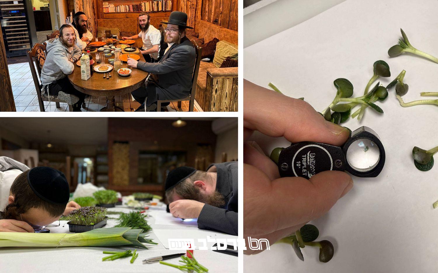 אומן • משגיחי הכשרות בבדיקת חרקים במלון 'V־הוטל' |◄