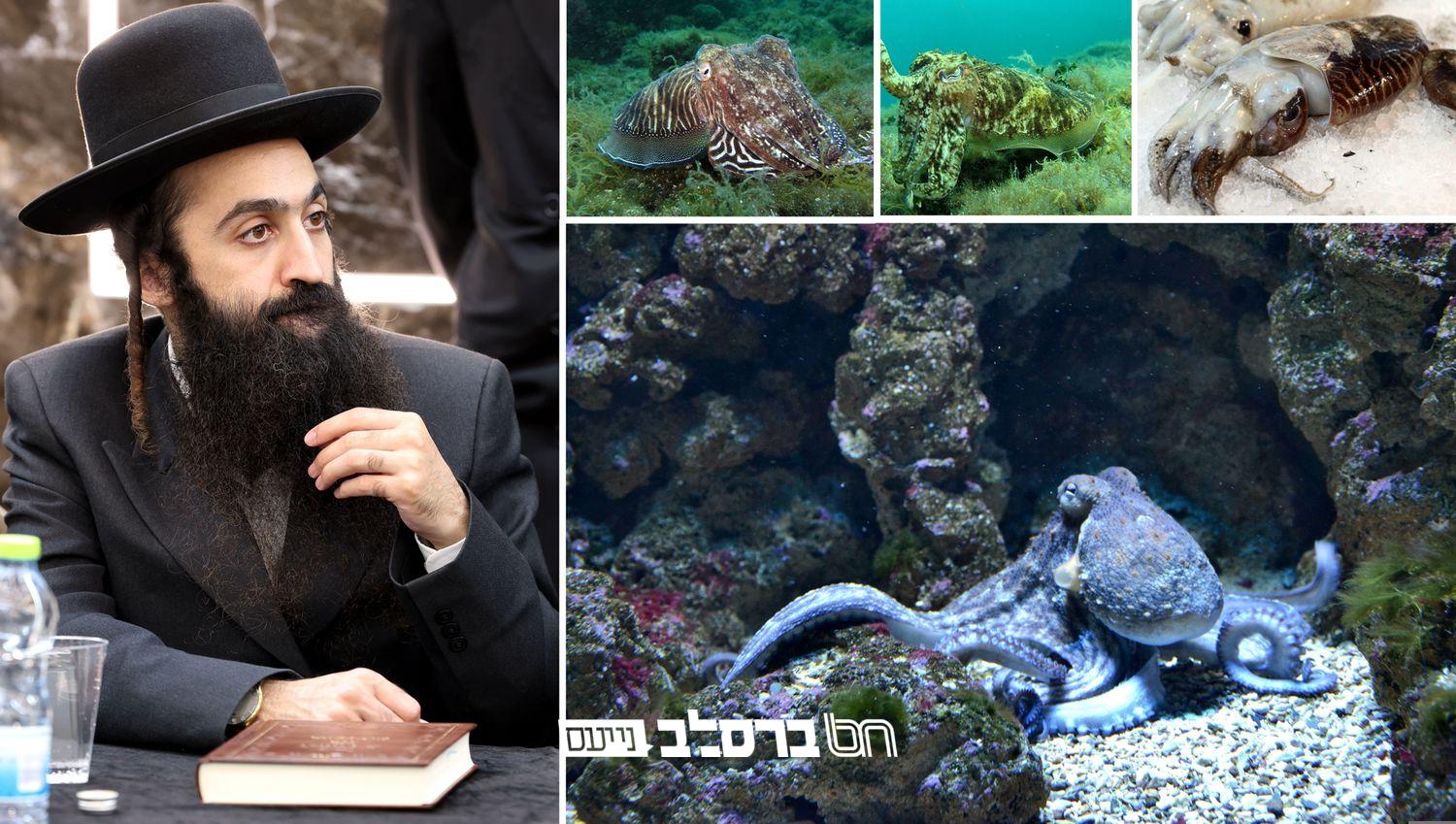 הרב מאיר משמרתי שליט"א בשיעור מקיף על מצות התכלת |♪