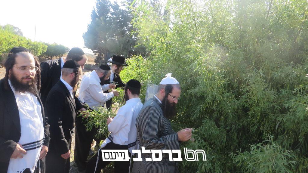 הר יונה • כולל ברסלב יצאו לסיור מיוחד בשדות ארבעת המינים בקיבוץ לביא